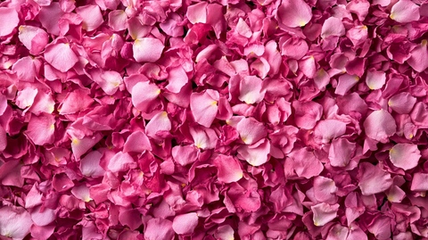 玫瑰盛开的花丛