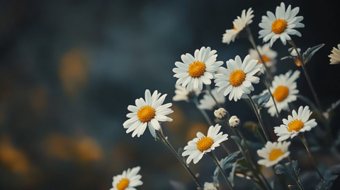 户外宁静小雏菊