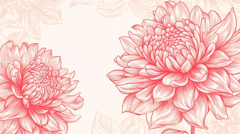 手绘大丽花