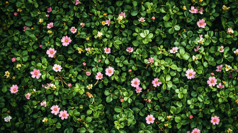 高清绿叶鲜花墙