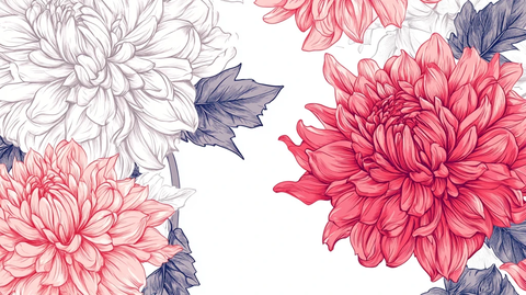 手绘大丽花