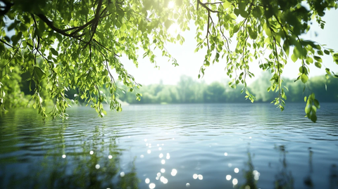 阳光绿树湖岸