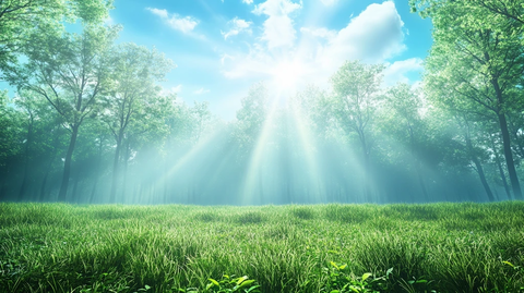 阳光森林素材