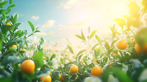 阳光下的金桔