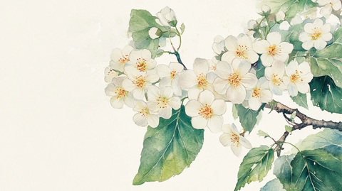 古风荼蘼花插画