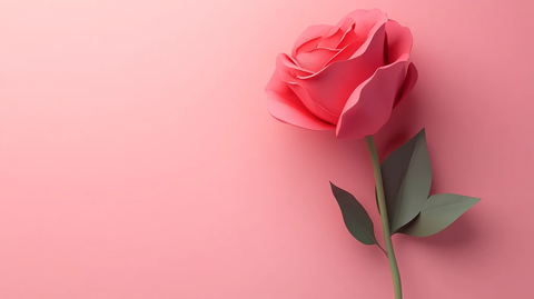 纯色背景玫瑰花