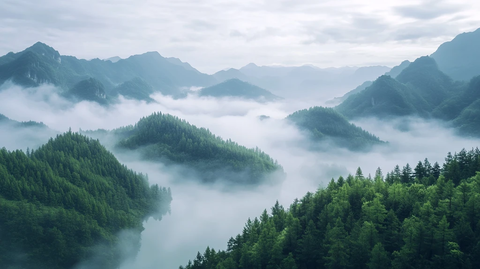 白云竹海图片素材下载