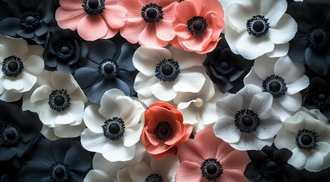 黑白粉海葵特写