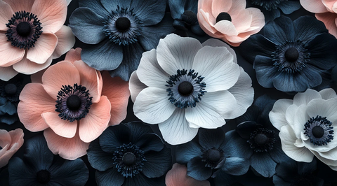 黑白粉海葵特写