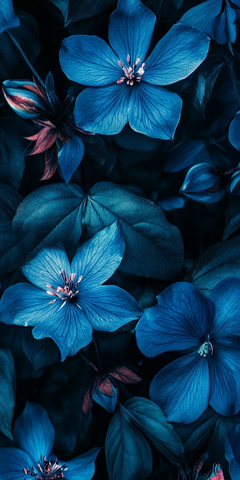 蓝花暗背景