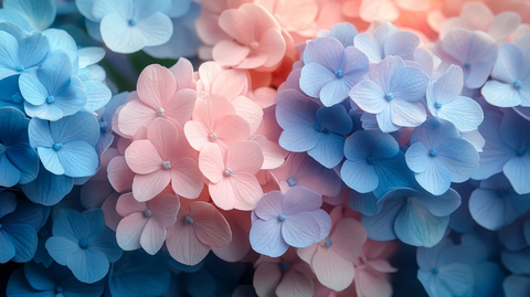 蓝色粉色绣球花