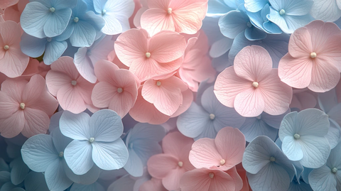 蓝色粉色绣球花