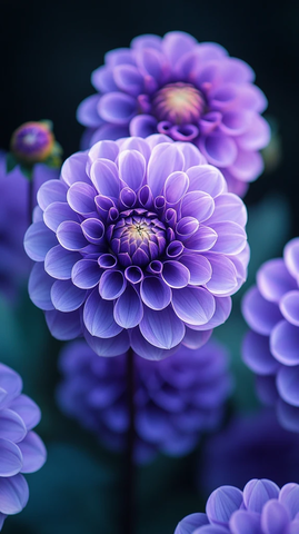 紫色白色大丽花