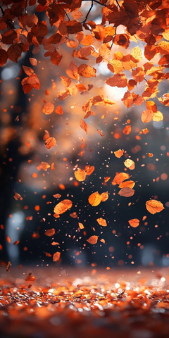 秋叶飘落的季节